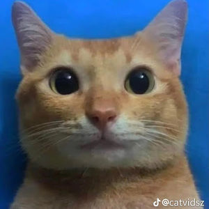 Meet your Posher, Jade